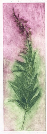 Rose Bay Willow Herb &copy; 2018ll